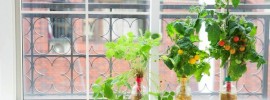 これなら窓際でも！ペットボトルで家庭菜園ができる「ペットマト」シリーズ15種