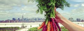 広さ3000坪。農場から養蜂までやっている世界最大の屋上農園「Brooklyn Grange」