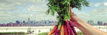 広さ3000坪。農場から養蜂までやっている世界最大の屋上農園「Brooklyn Grange」
