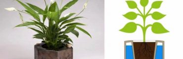 旅行から帰ってきたら植物が枯れていた。そんな悩みを解決してくれるプランター「Eco-pot」
