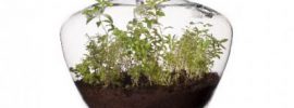 置けないなら吊るせばいい。チェコ生まれのランプ型菜園「Glasshouse」