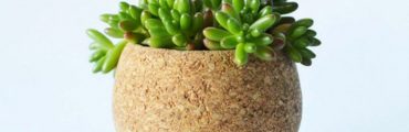 多肉植物がコルクの容器に。曲線美のプランター「CORK PLANTER」