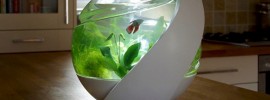 エコサイクル水槽「Avo」で、小さな生態系を感じよう