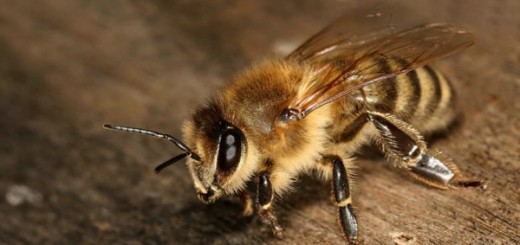 ”ほぼ養蜂家”が教える驚くべきミツバチの生態。心が痛いオス蜂の性（さが）