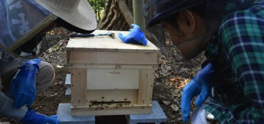 養蜂デビューしました！道具・ミツバチの購入から巣箱の設置まで
