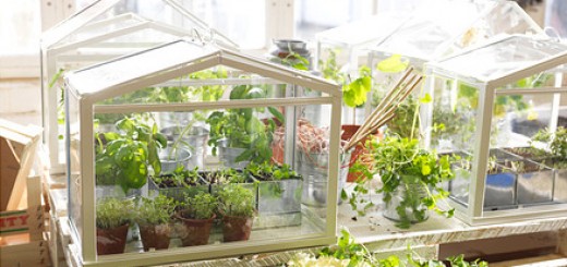 場所がない家庭菜園者に。IKEA製温室がおうちフォルムでかわいい！