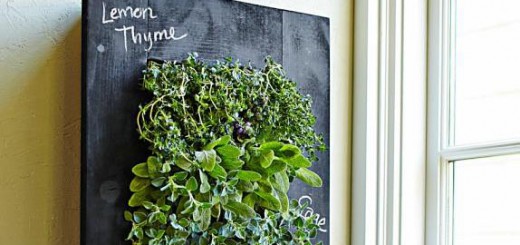 壁にハーブを飾ろう。せまい部屋でも持てる香り豊かな菜園