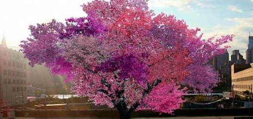 美しいだけじゃない。40種類の実をつける1本の木がアメリカで誕生した理由