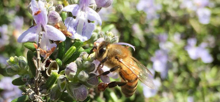 ミツバチは冬を乗り越え、春のハーブに飛んでいく。越冬と蜜源のこと