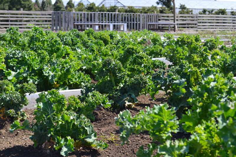 横浜から1時間で行ける、コミュニティ型貸し農園「Bloom Farm」（ブルームファーム） 家庭菜園ウェブマガジン「おうち菜園」