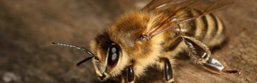 ”ほぼ養蜂家”が教える驚くべきミツバチの生態。思わず心が痛くなるオス蜂の性（さが）