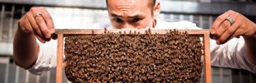 デザイナーが養蜂家に。香港のビルの屋上でハチミツを生産する「HK Honey」