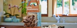 これは新体験!リビングでキノコを育てられる栽培キット2選 これは新体験!リビングでキノコを育てられる栽培キット2選