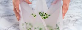 ドイツ発”オリガミ菜園”。マイクログリーン（若菜）を室内栽培できるキットが登場