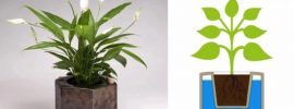 旅行から帰ってきたら植物が枯れていた。そんな悩みを解決してくれるプランター「Eco-pot」