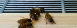 【養蜂・動画あり】巣箱を2段にしてスズメバチを退治しました [おうちの養蜂]