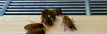 【養蜂・動画あり】巣箱を2段にしてスズメバチを退治しました [おうちの養蜂]