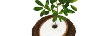 人の命から植物の命へ。メモリアルプランター「The Spiritree」で大切な人を感じよう