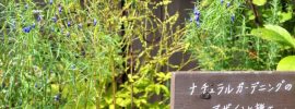 初めまして。テラス木蓮、「小庭カフェ」デザイナーの泉です 初めまして。テラス木蓮、「小庭カフェ」デザイナーの泉です