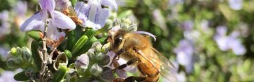 ミツバチは冬を乗り越え、春のハーブに飛んでいく。越冬と蜜源のこと
