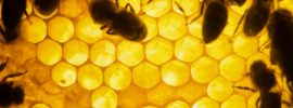 これを食べたらあなたも女王に！？最強の健康食品”ローヤルゼリー”